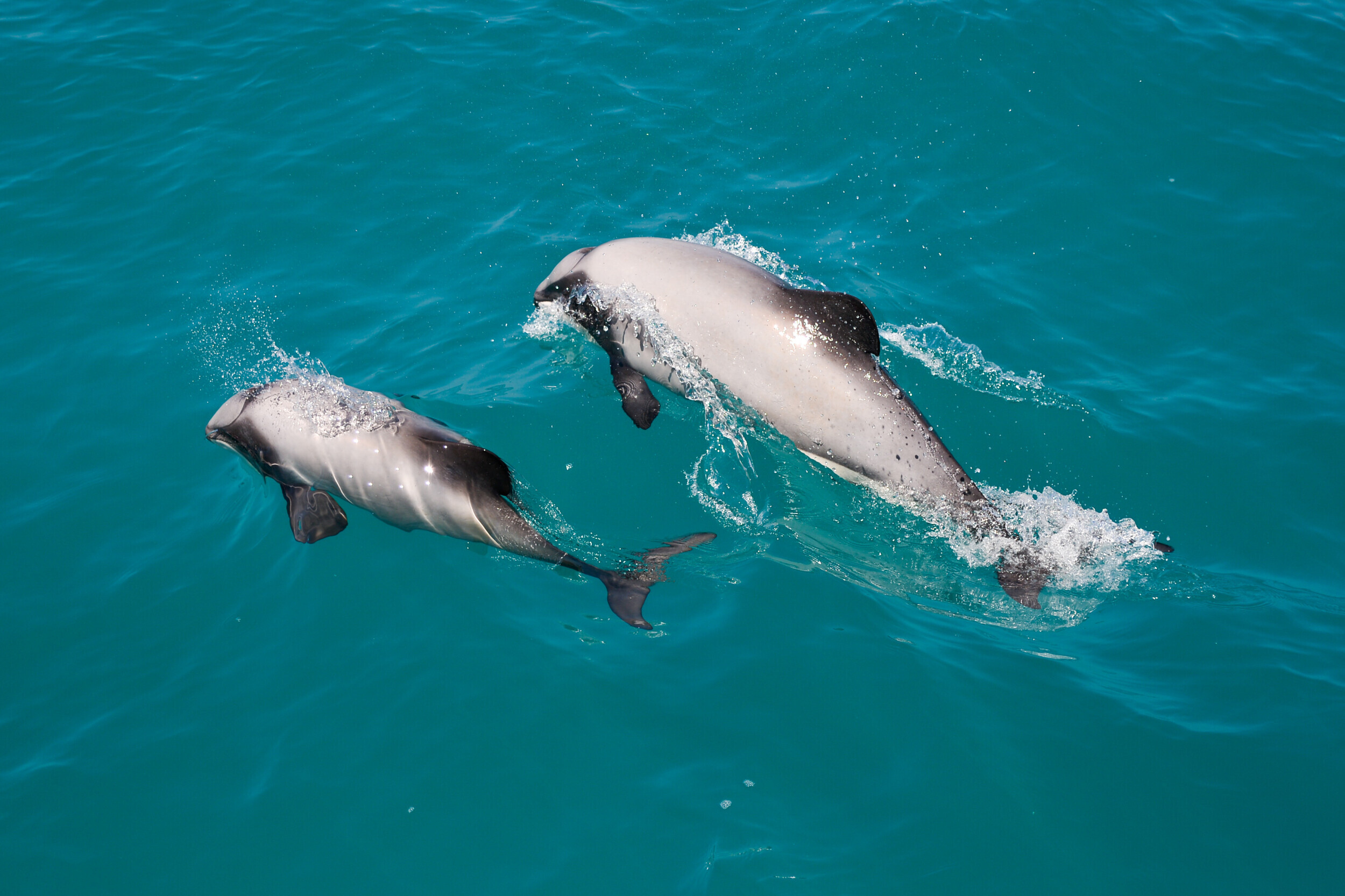 Akaroa Dophins