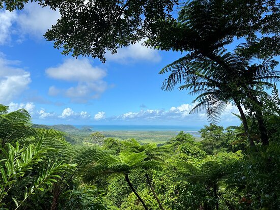 Daintree Safaris