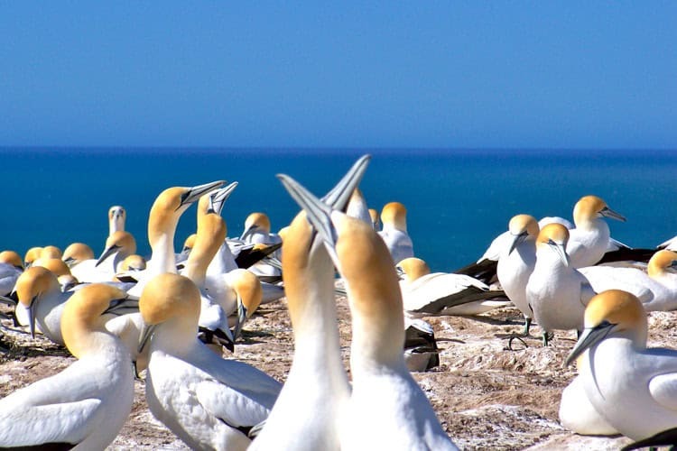 Gannet colony tours cape kidnappers 12 1
