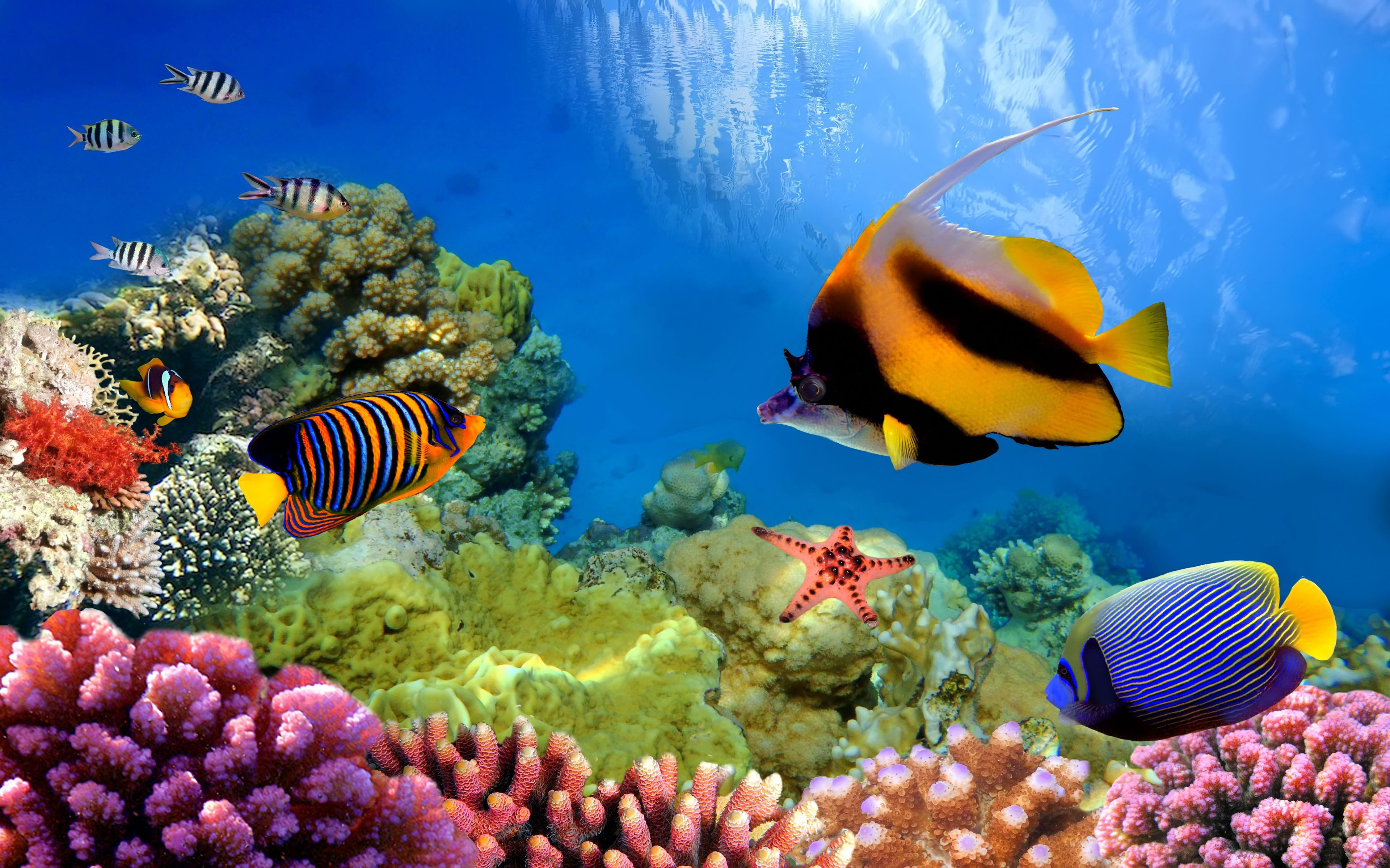 Great Barrier Reef