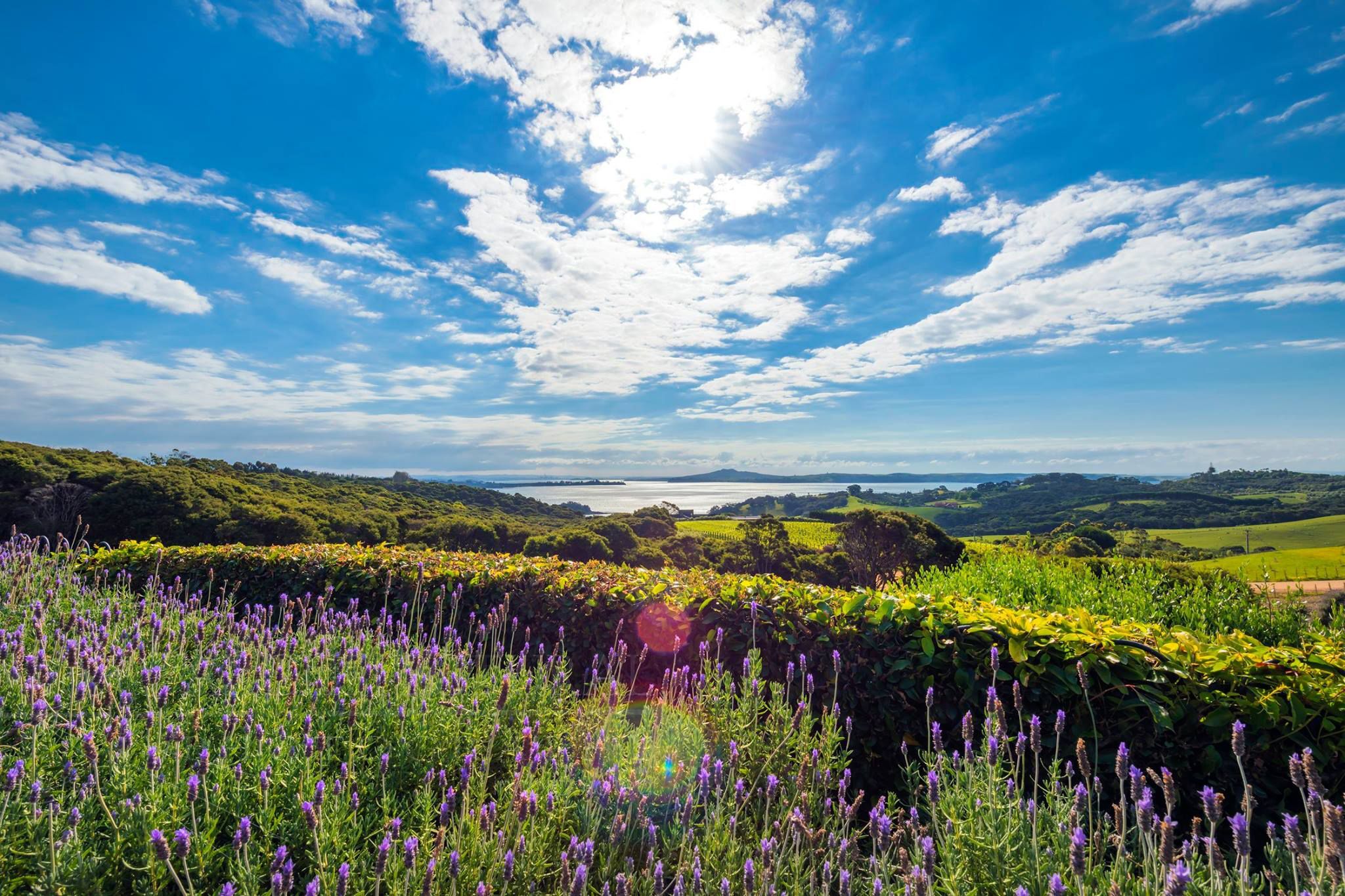 Waiheke