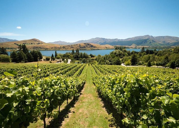 Wine Tour