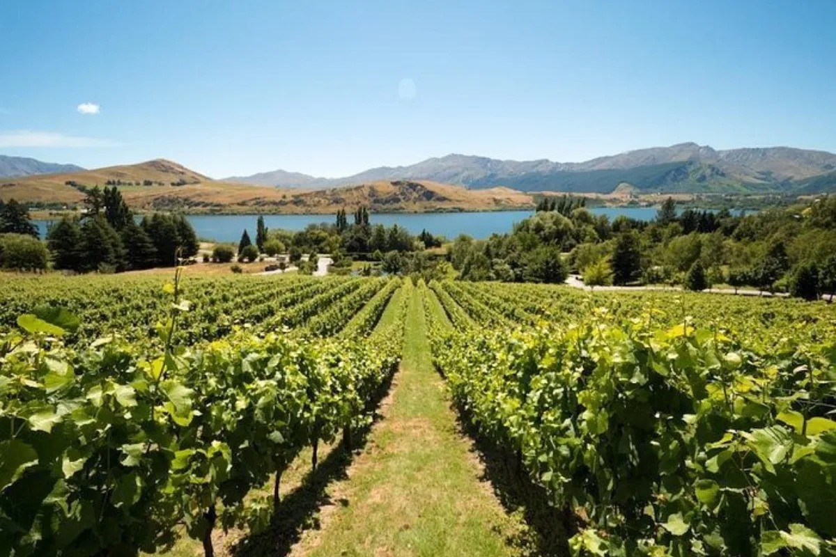 Wine Tour