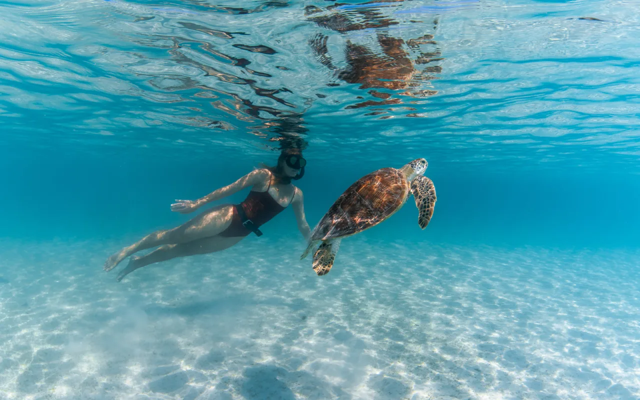 Lizard island experiences turtle tours snorkelling