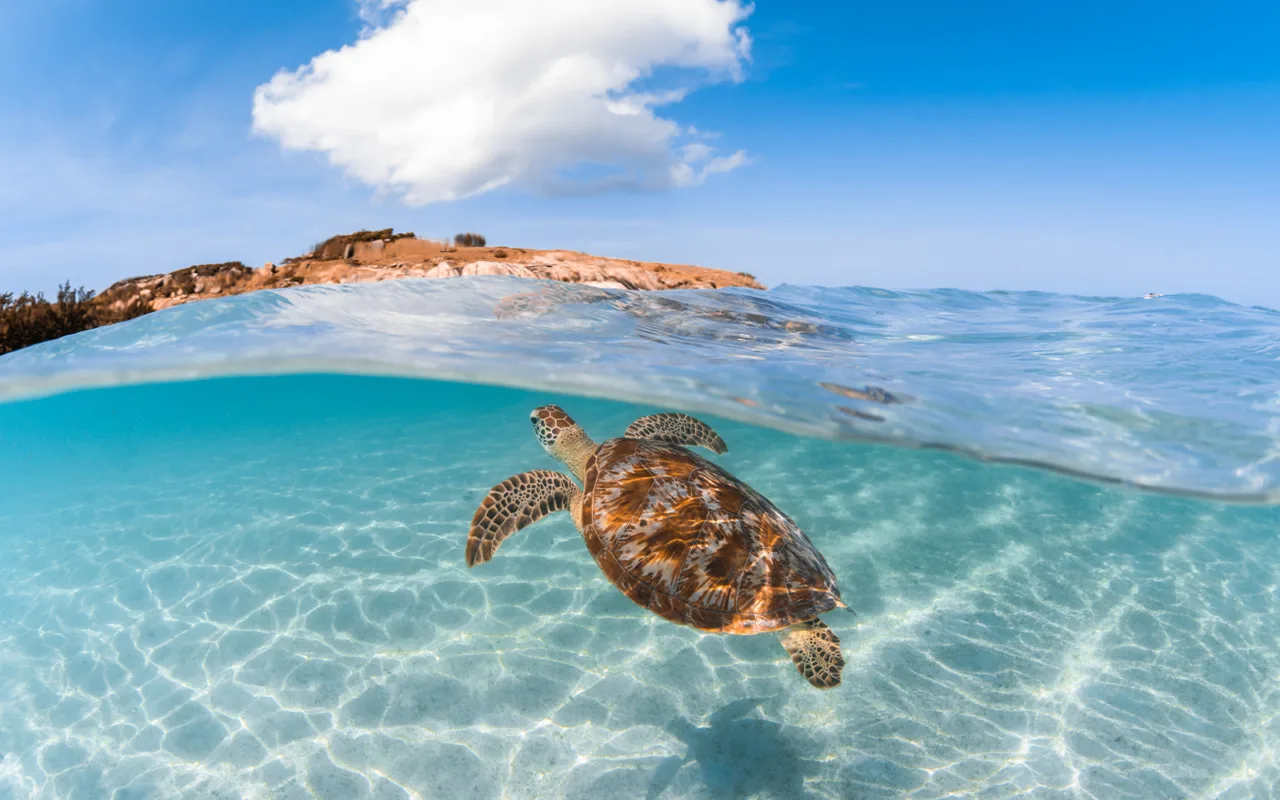 Lizard island luxury experiences turtle in waves