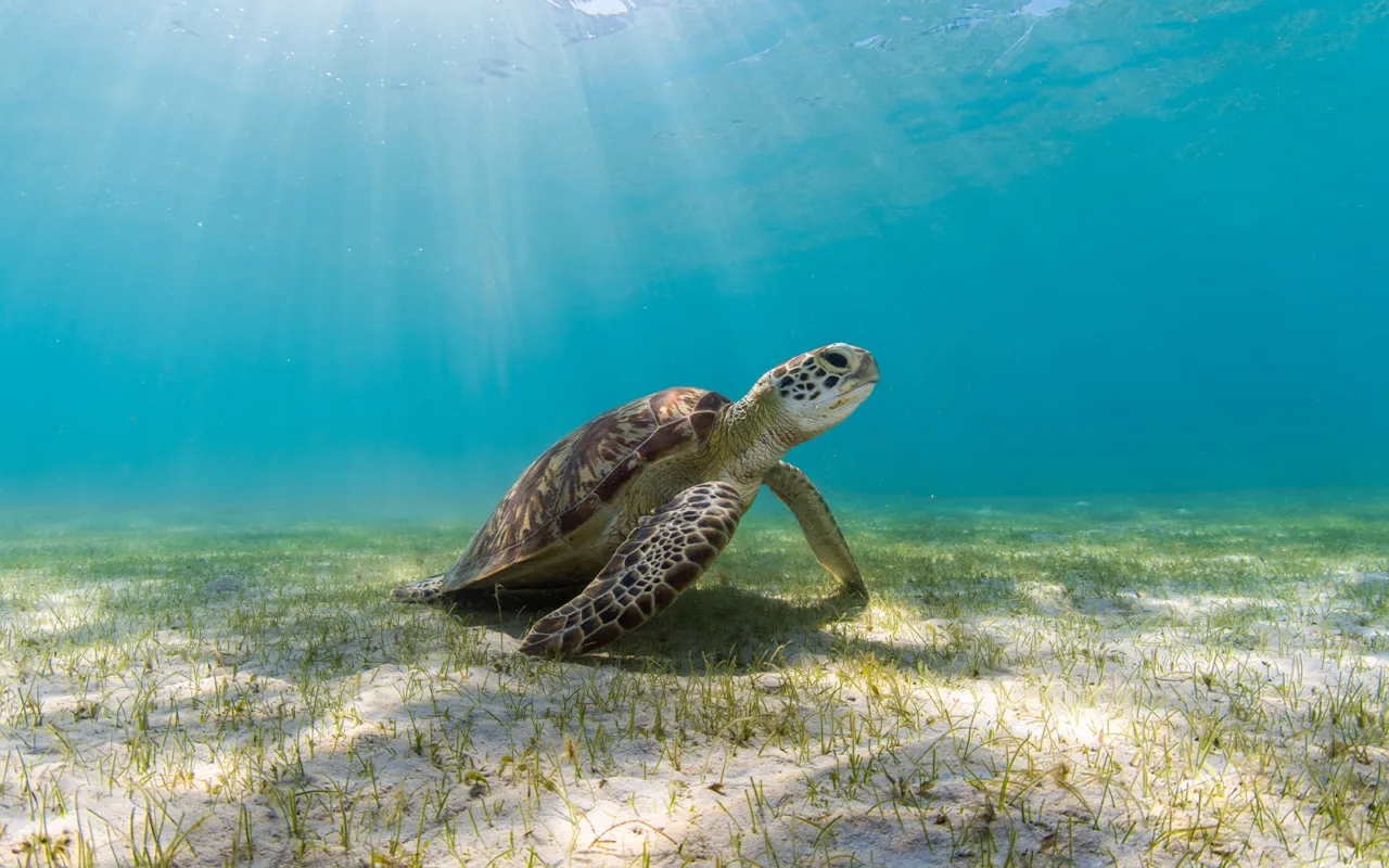Lizard island experiences turtle tours seagrass