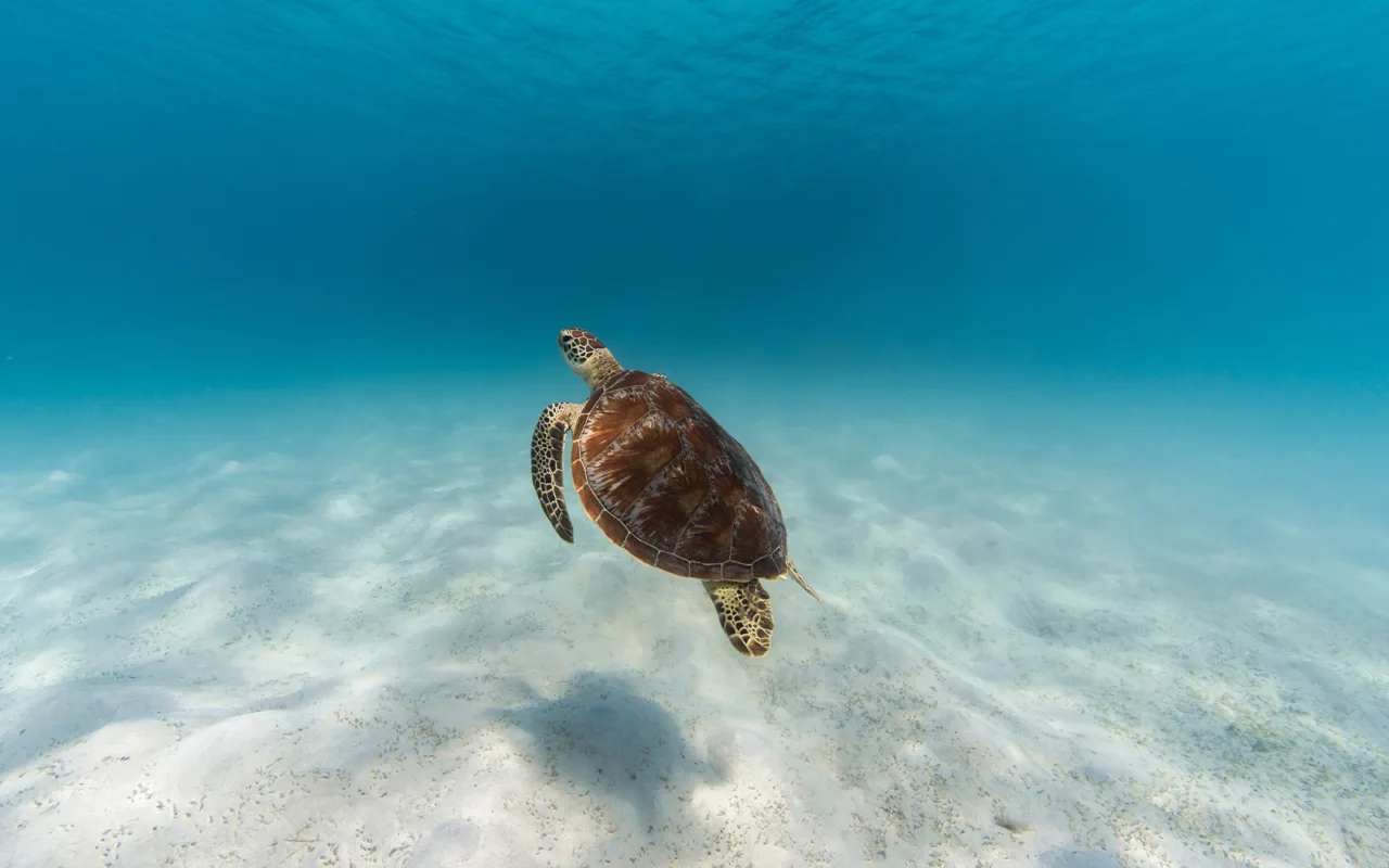 Lizard island experiences turtle tours