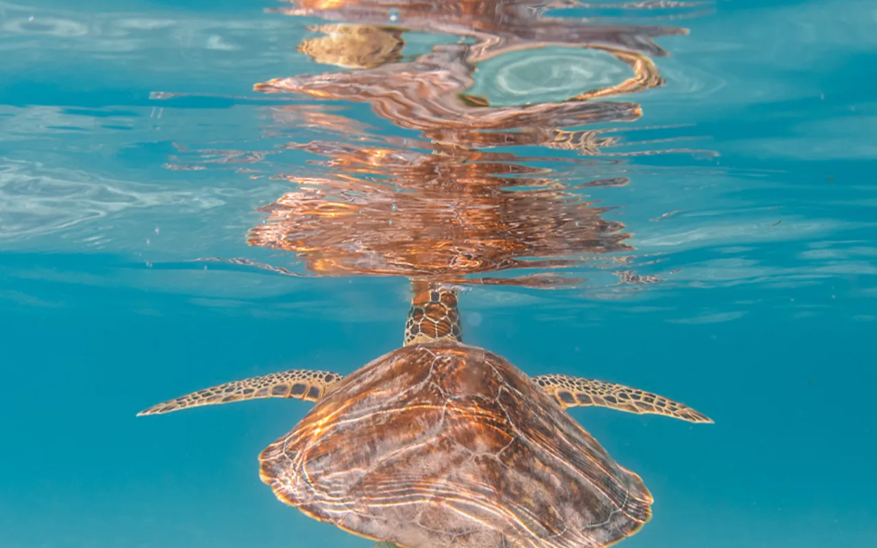 Lizard island experiences turtles