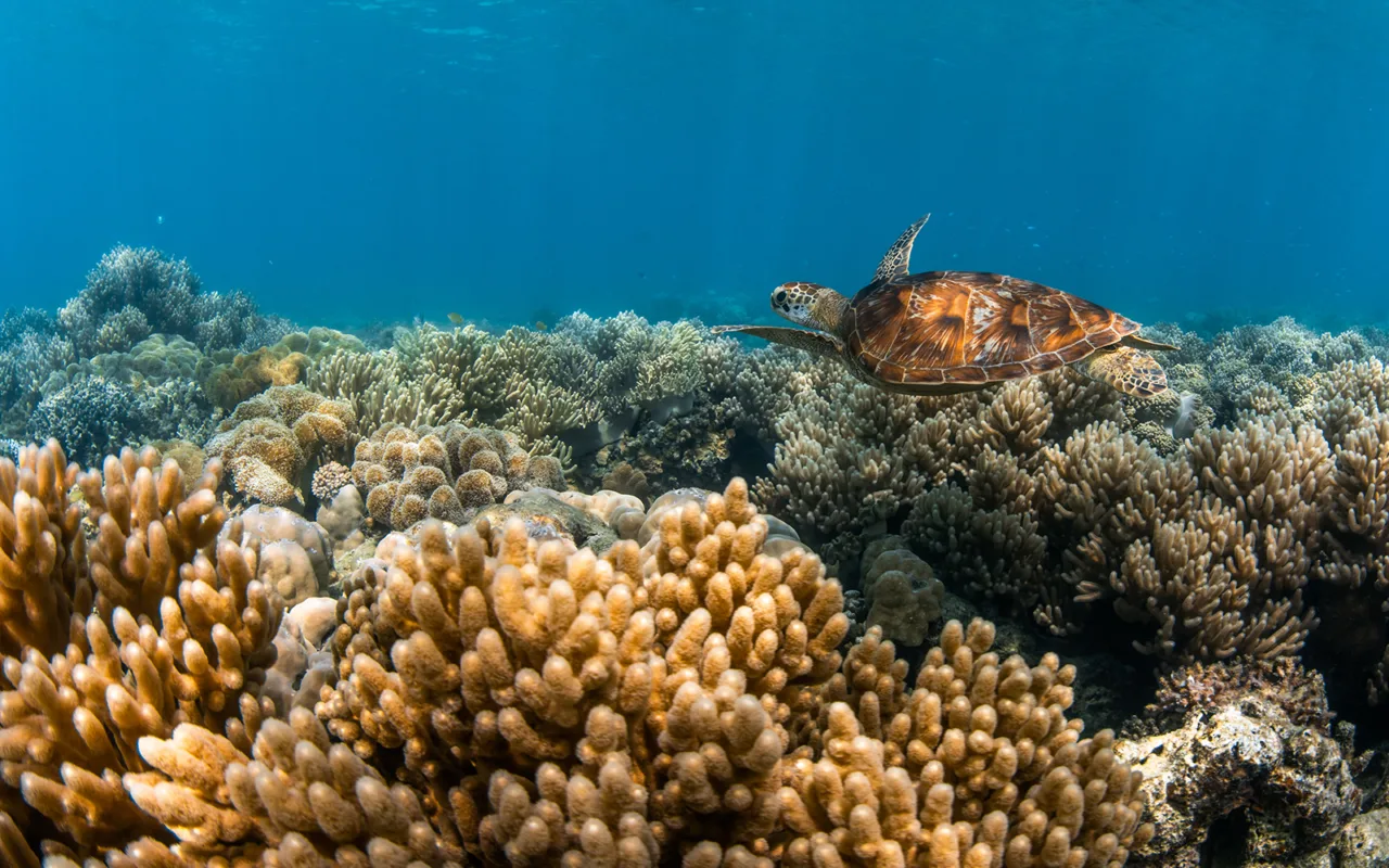 Lizard island experiences turtle tours reefs