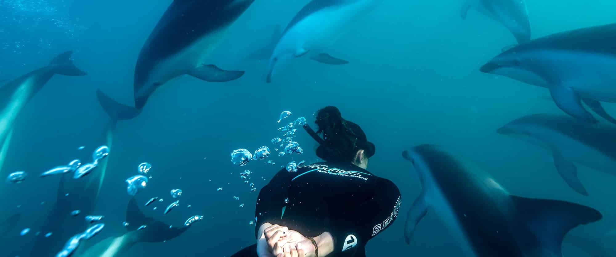 Dolphin encounter kaikoura nz swimming with dolphins hero 2000x837 P1399636