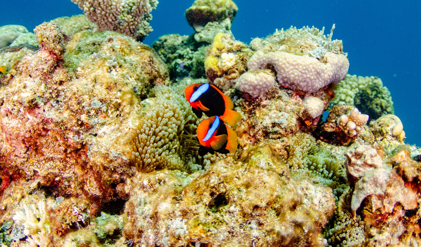 Lizard island diving lion fish no name reef