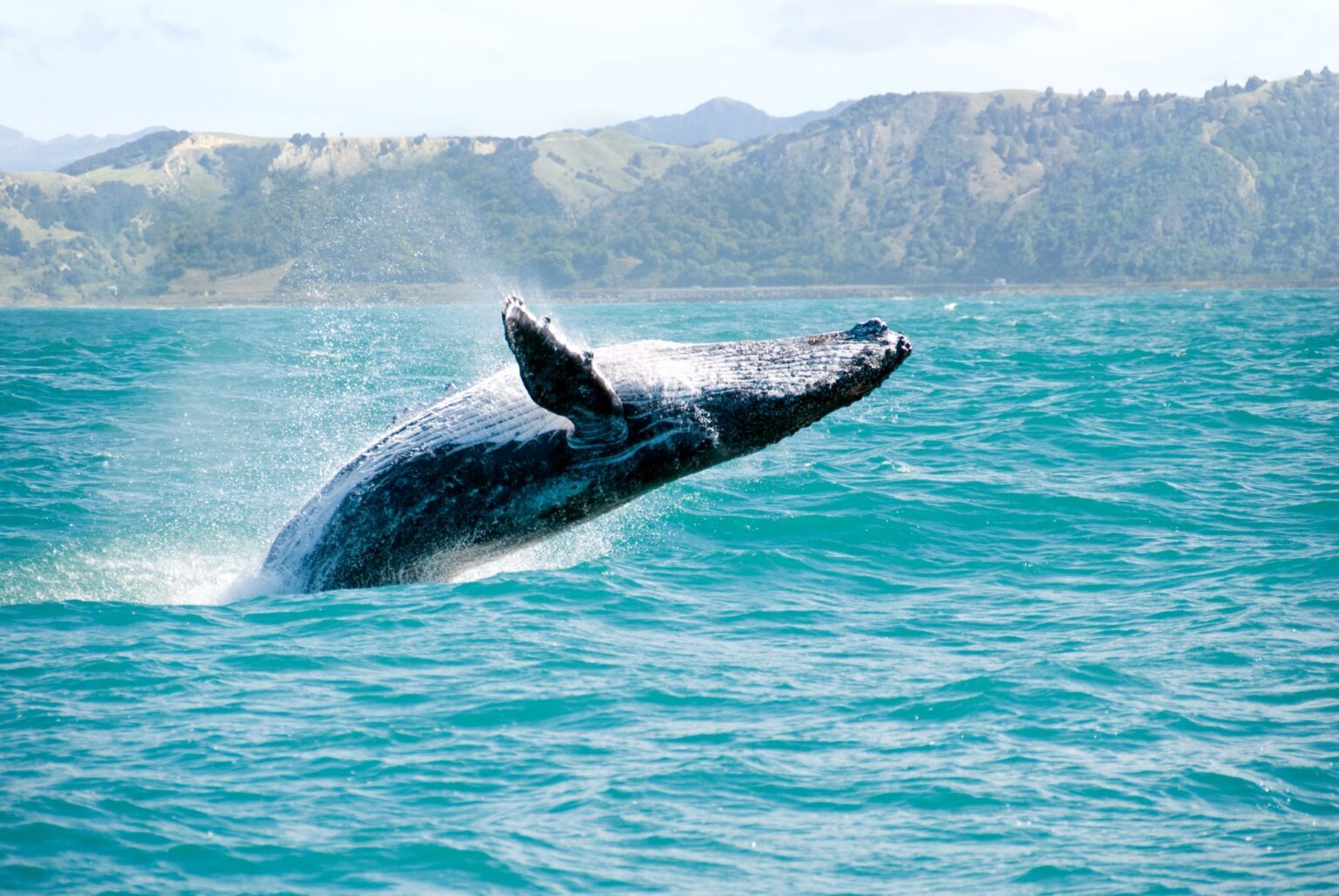 Whale watching kaikoura 1536x1028