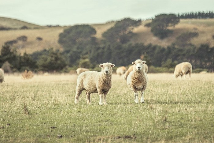 Whare activity farm sheep
